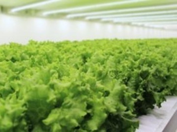 合同会社TSUNAGU Community Farm-2