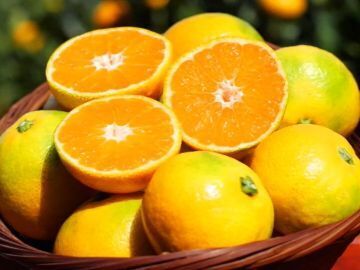 株式会社YAMASHIN-3