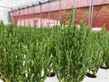 セトラスホールディングス株式会社-1