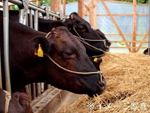 岐阜県高山市×肉牛/法人【42201】-top