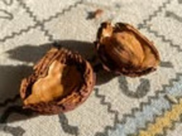 リッキーランド-2