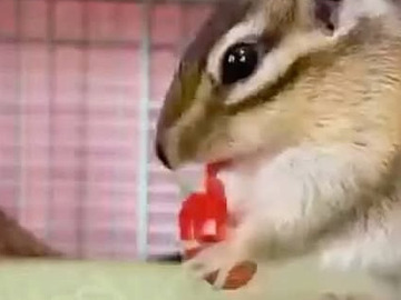 リッキーランド-8