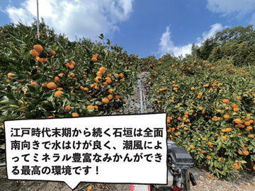 株式会社村上農園(愛媛)-3