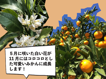 株式会社村上農園(愛媛)-4