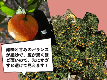 株式会社村上農園(愛媛)-5