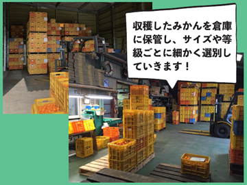 株式会社村上農園(愛媛)-7