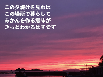 株式会社村上農園(愛媛)-8