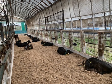 大原牧場有限会社-6