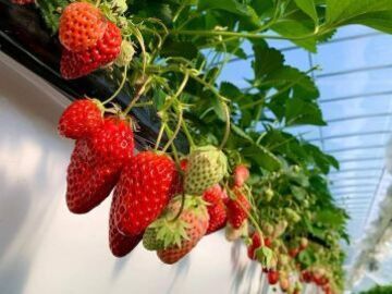 株式会社NewBerry-6