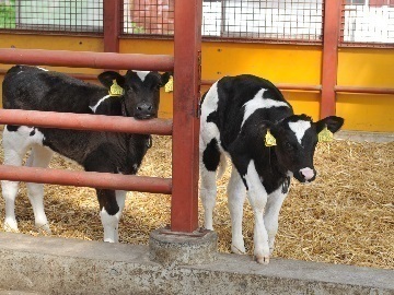 有限会社アンビシャス-1