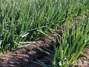 茨城県古河市×露地野菜/法人【42230】-top