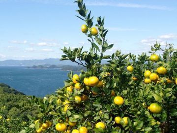 有限会社マル南フルーツ-5