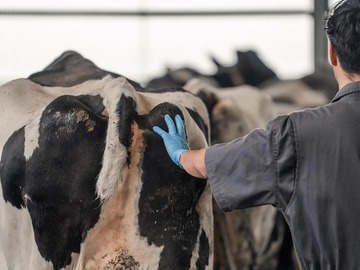 株式会社KIMIJIMA DAIRY FARM-2