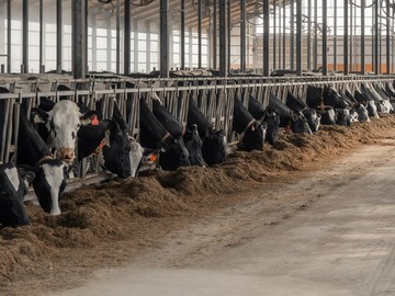 株式会社KIMIJIMA DAIRY FARM-8