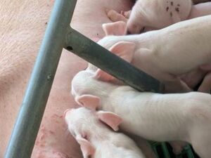 有限会社白石畜産農場-top