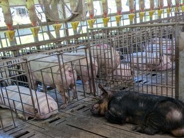 有限会社白石畜産農場-3