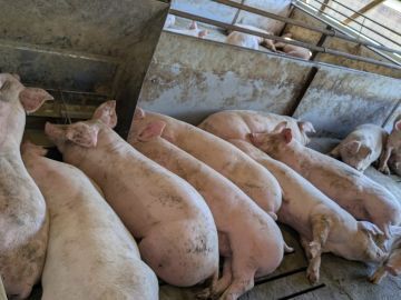 有限会社白石畜産農場-7