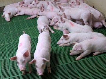 有限会社白石畜産農場-5