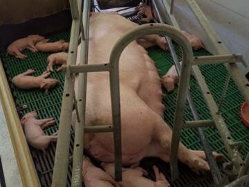 有限会社白石畜産農場-4