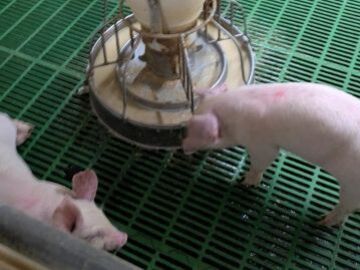 有限会社白石畜産農場-8