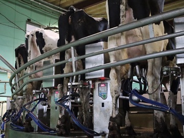 株式会社メイプル牧場-4