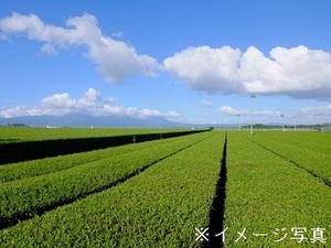 鹿児島県南九州市×お茶/法人【42245】-top