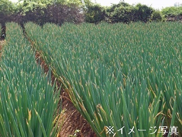 茨城県古河市×露地野菜/法人【42230】-2