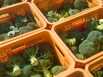 株式会社荒川農園-4