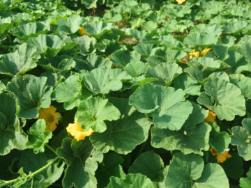 株式会社荒川農園-5