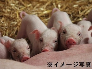 群馬県高崎市×養豚/法人【42251】-top