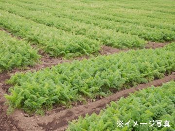 熊本県×露地野菜/法人【42265】-1