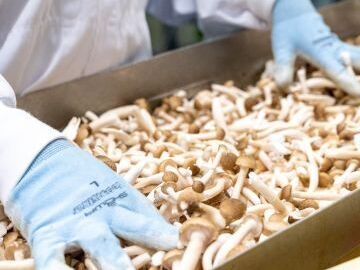 きのこの森有限会社-5