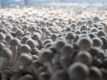 きのこの森有限会社-4