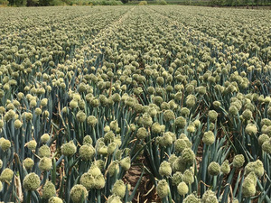 神奈川県横浜市×海外営業/法人【40012】-top