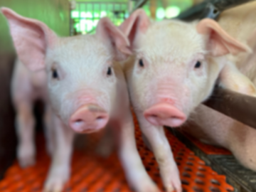 成澤養豚株式会社-1