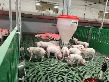 成澤養豚株式会社-4