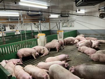 成澤養豚株式会社-6