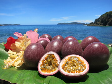 小笠原アイランズ農業協同組合-2