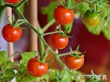 香川県坂出市×種苗品種改良研究職/法人【42288】-1