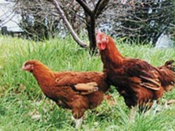 吉田食品工業株式会社【香川県:食肉加工】-1