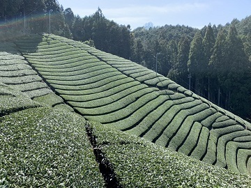 株式会社古京碾茶加工場