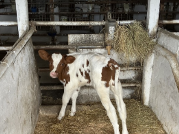 レインボーファーム-8