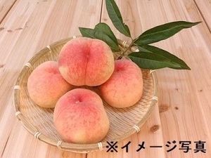福島県福島市×果樹/法人【42314】-top