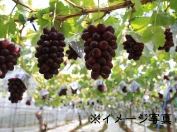 福島県福島市×果樹/法人【42314】-1