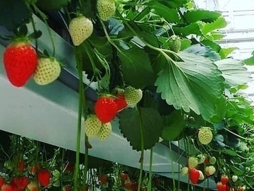 株式会社グリーンファーム-4