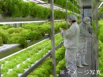 北海道伊達市×植物工場/法人【42312】-2