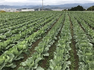 有限会社石井育種場-2