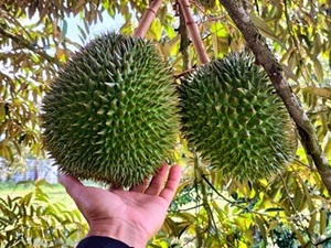 合同会社かをり果樹園石垣-top