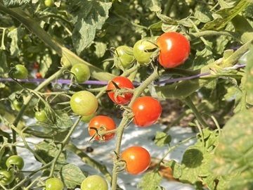 齋藤農園(北海道)-1