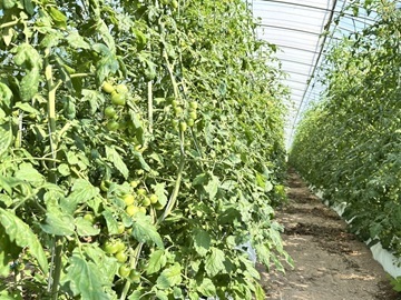 齋藤農園(北海道)-2